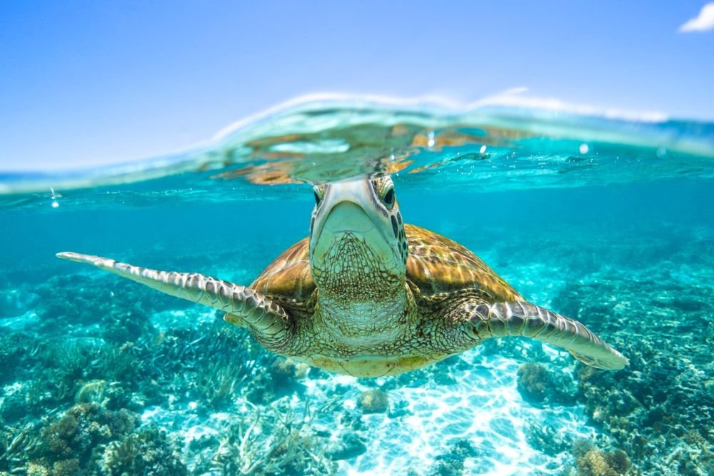 Unforgettable Experiences to Have in Australia